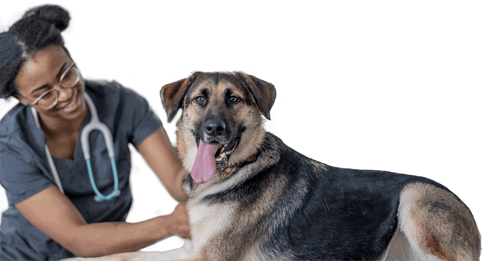 Veterinarian smiling with german shepherd dog.